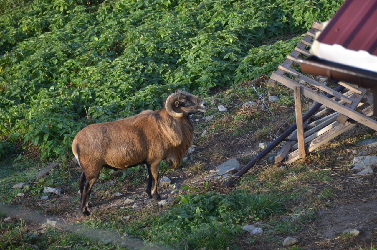 Malinowy Domek Mlynczyska Exteriör bild